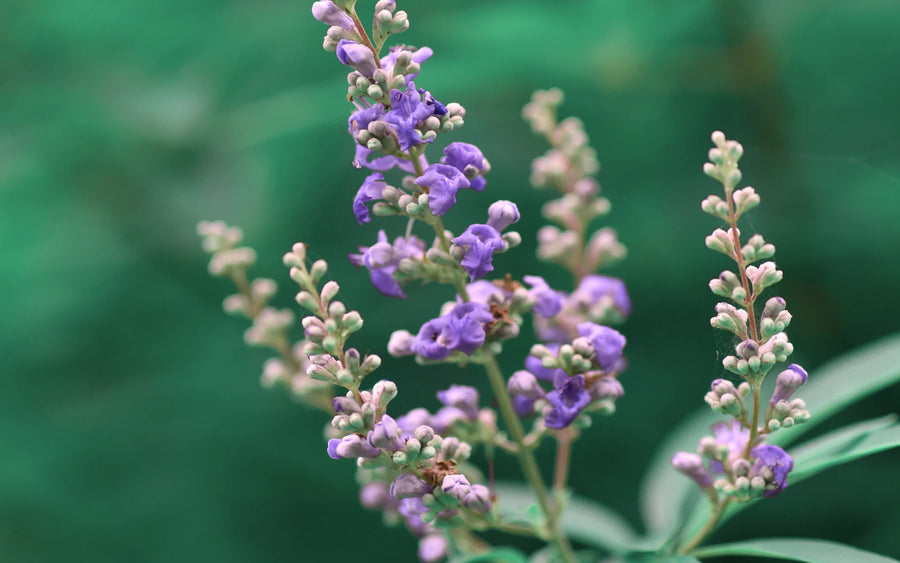 Flowers from trees planted with elivide