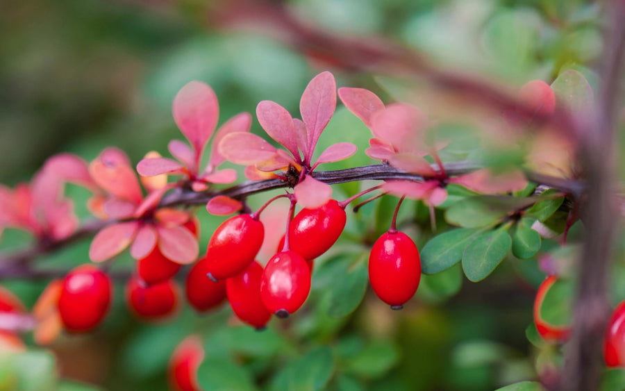 Plant berries quality elivide