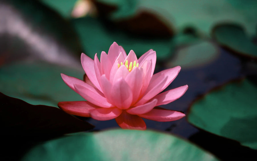 Lotus flower, purity with no additives