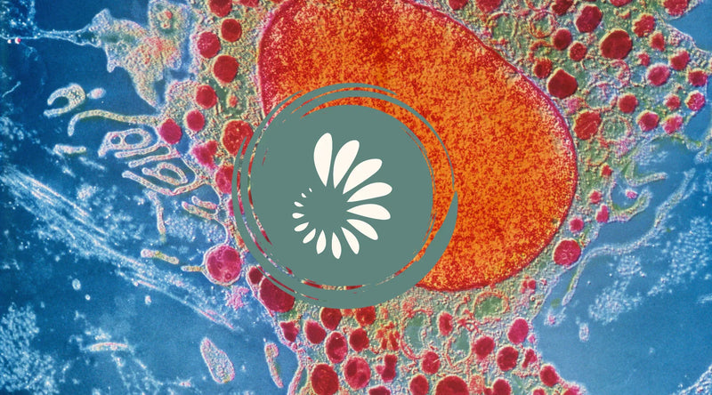 Inflammation and Mitochondrial Dysfunction: The Vicious Cycle