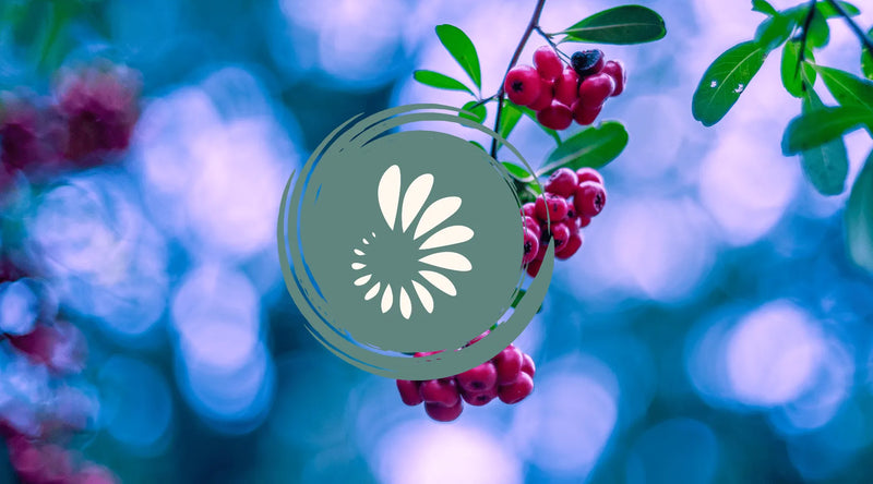 Wholefood Vitamin C sources from acerola and camu camu compared with ascorbic acid