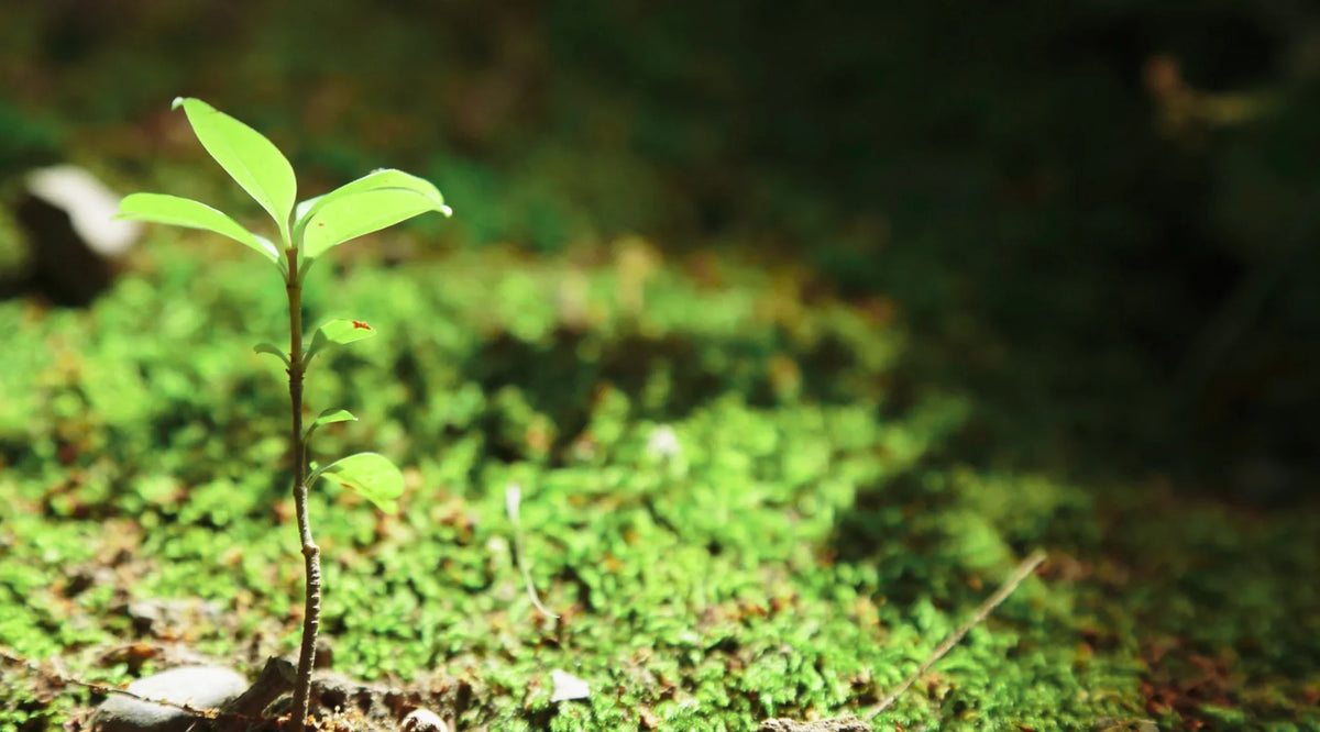 Trace Mineral Deficiencies in the Modern UK Diet