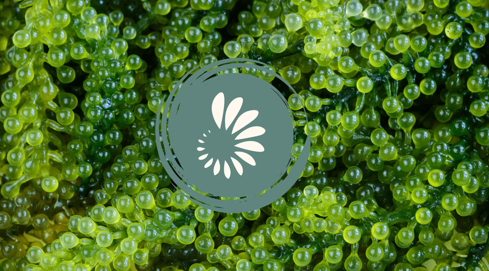 What Is Iodine? The Halogen Inside Each Of Your Cells