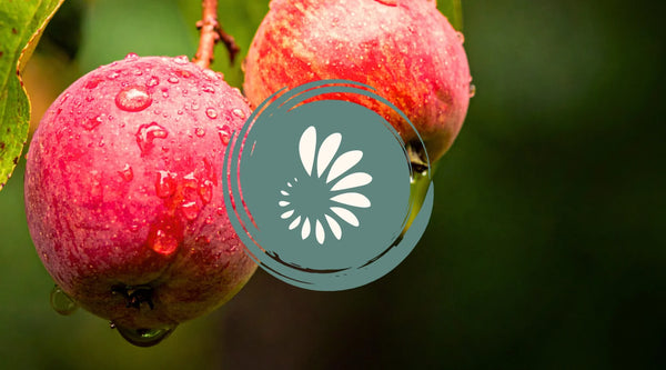 Wholefood vitamin C from fresh apples compared to synthetic ascorbic acid - natural antioxidant source