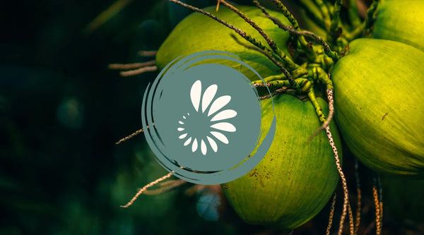 Natural Electrolytes vs Sports Drinks: A Healthier Approach to Hydration