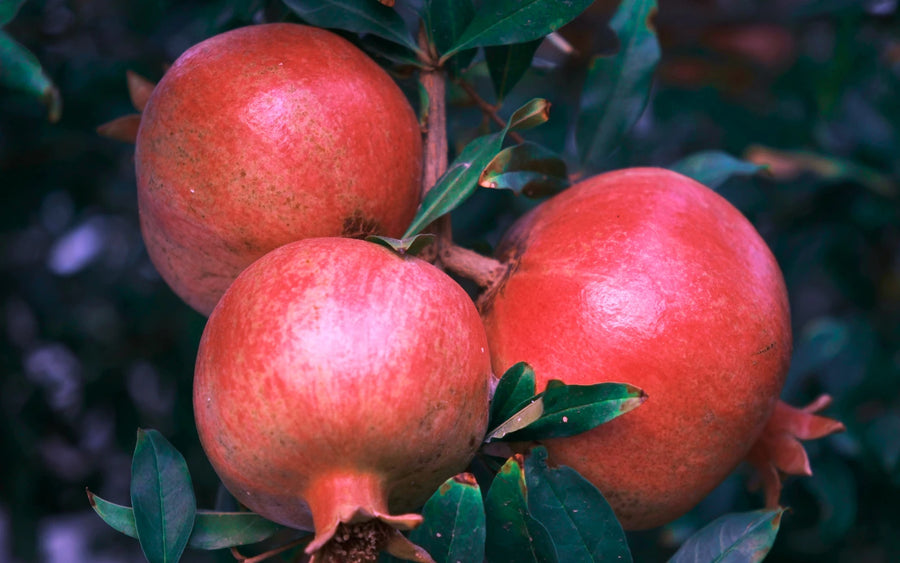 Pomegranate wholefruit ingredient elivide